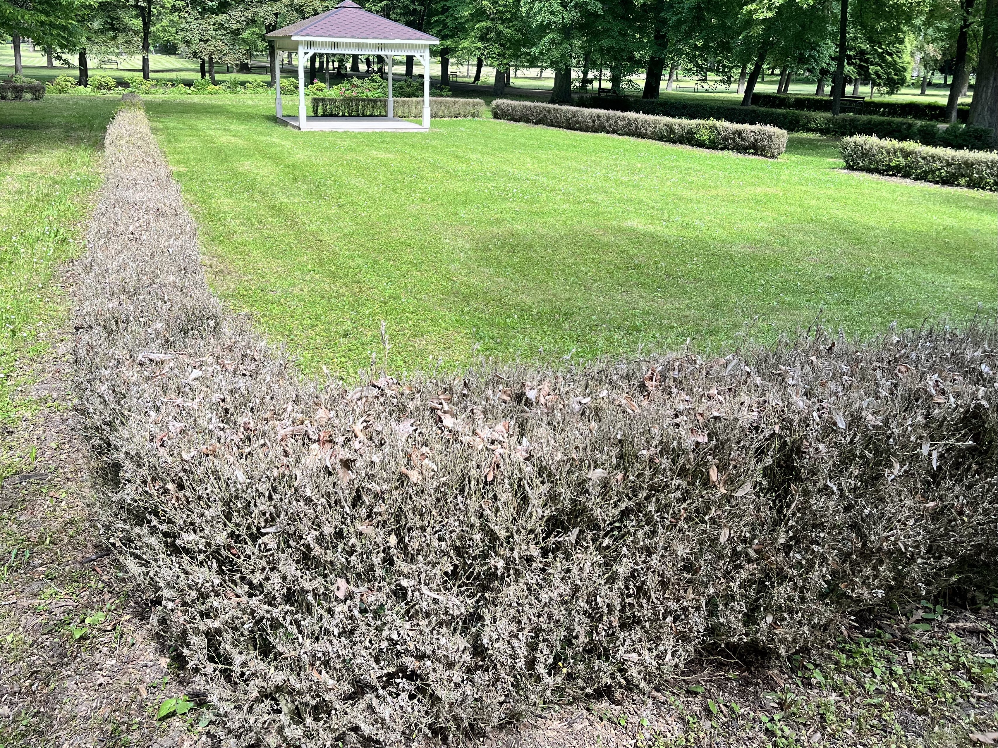 Vyschnutý živý plot pri svadobnom altánku v Parku Š.Moysesa  / zdroj:  foto Pravda o Žiari